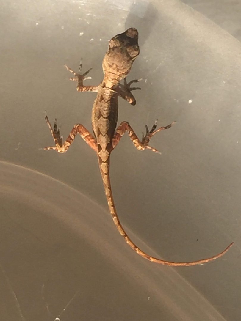 Lizard (Anole?) ID?