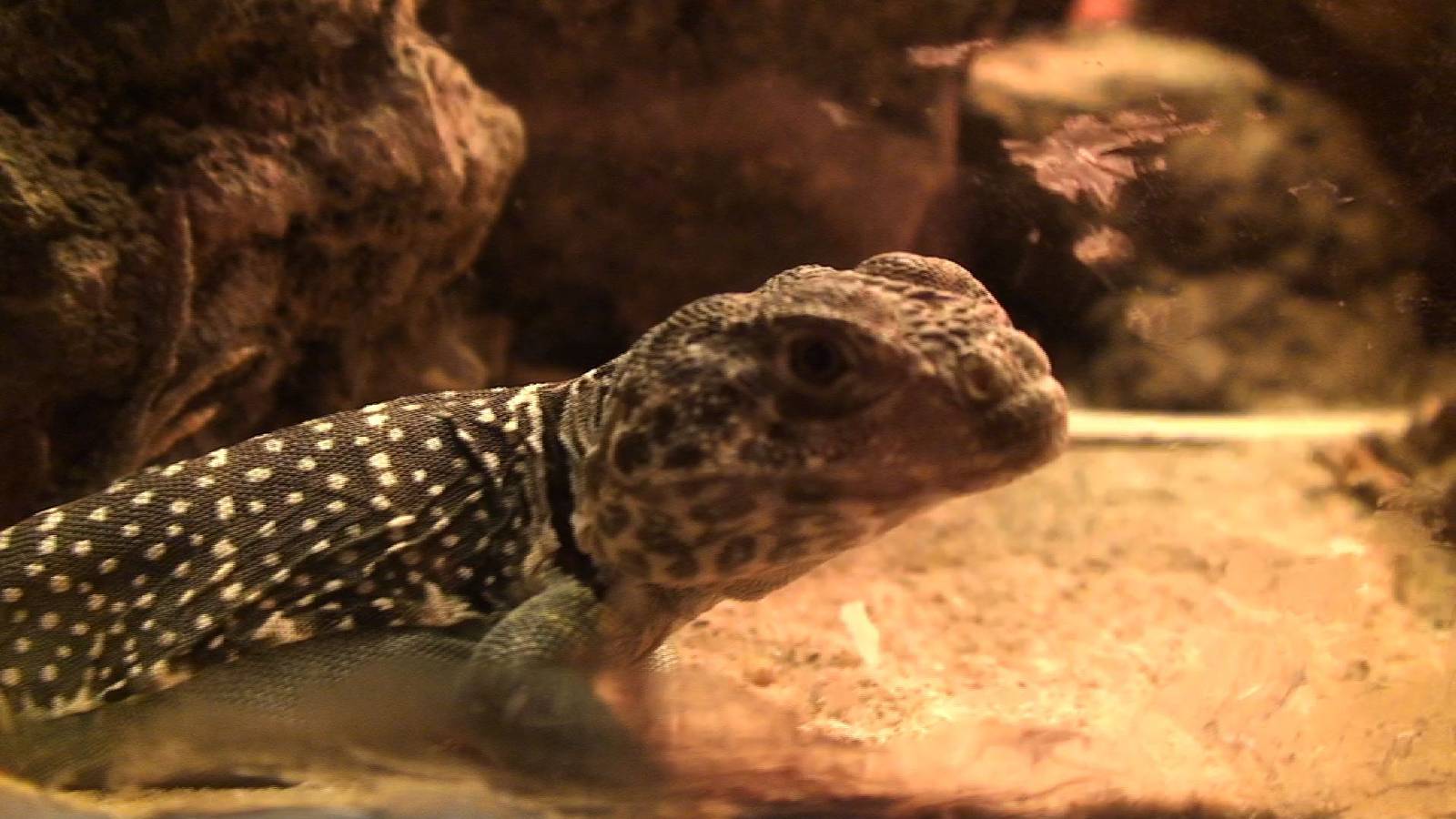 Lizard??? at Antwerp