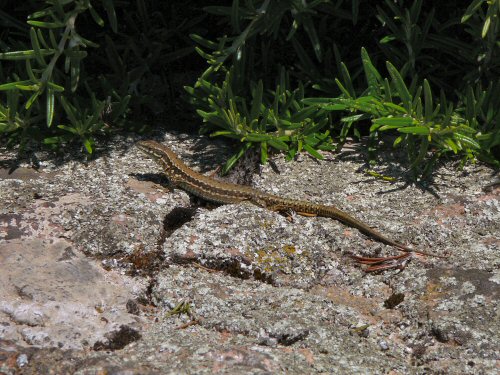 lizard at castle, Gorey, Jersey