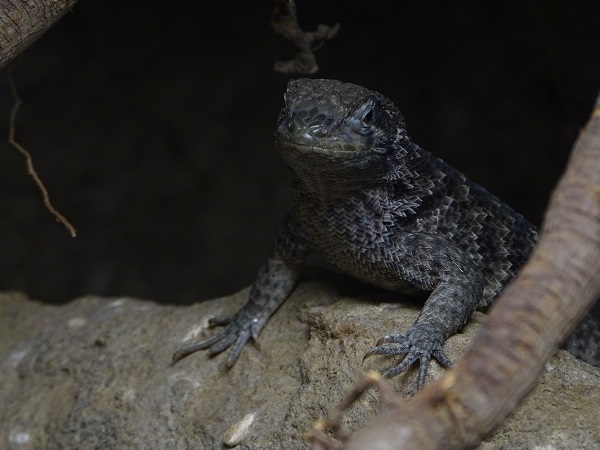 Lizard at Jihlava (pic 1)