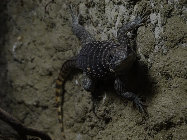 Lizard at Jihlava (pic 2)