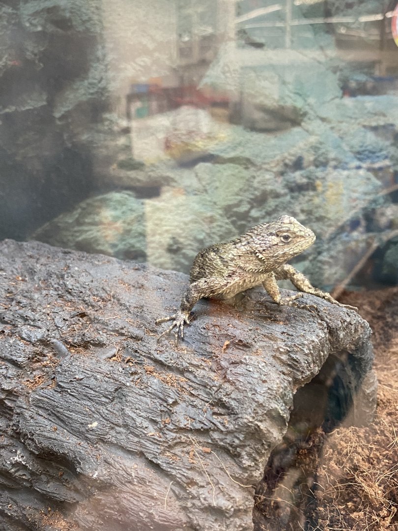 Lizard at Petco