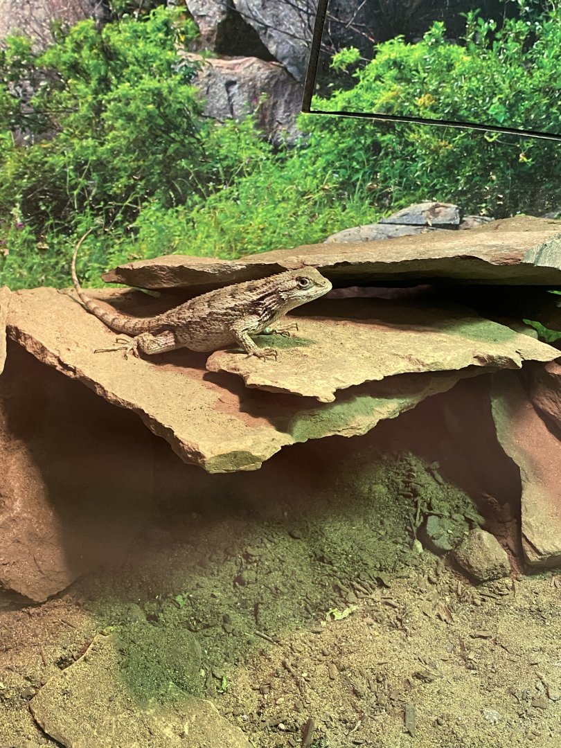 Lizard at riverside reptiles, ID?