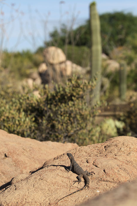 lizard at small cat canyon