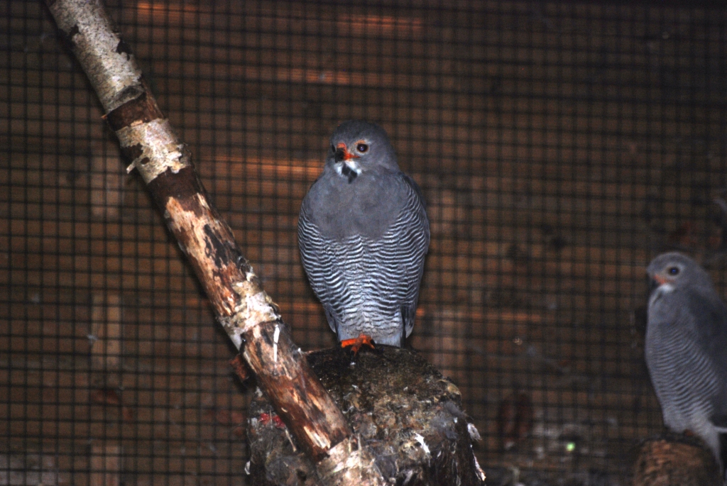 Lizard Buzzard at Pairi Daiza, 31/08/14