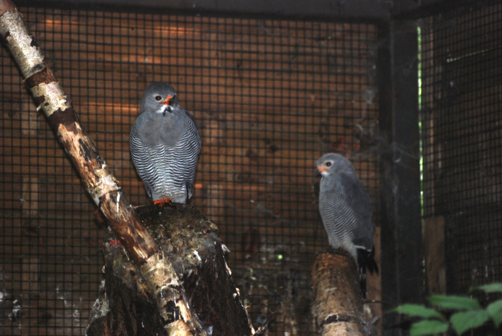 Lizard Buzzards at Pairi Daiza, 31/08/14