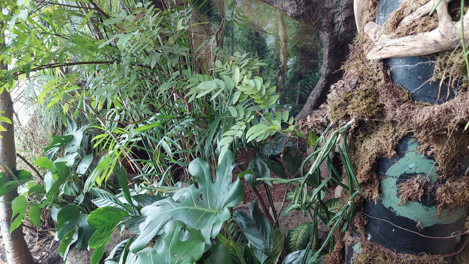 Lizard Cove- Red-Footed Tortoise enclosure
