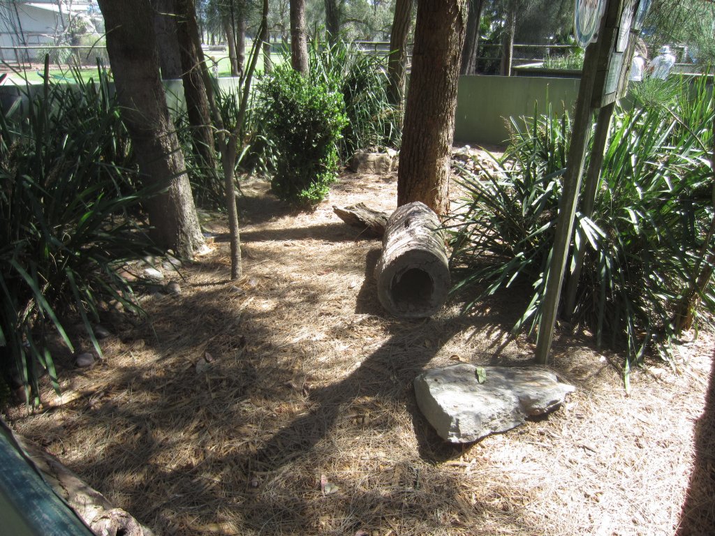 Lizard enclosure
