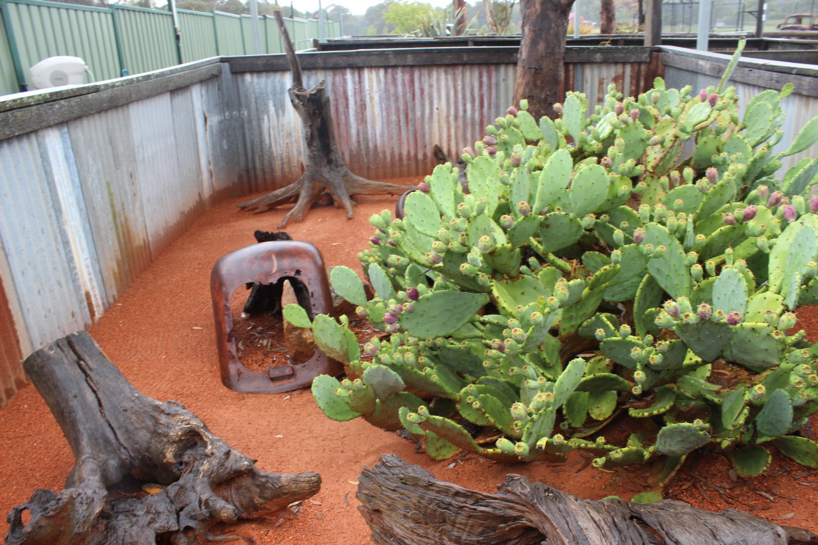 Lizard enclosure