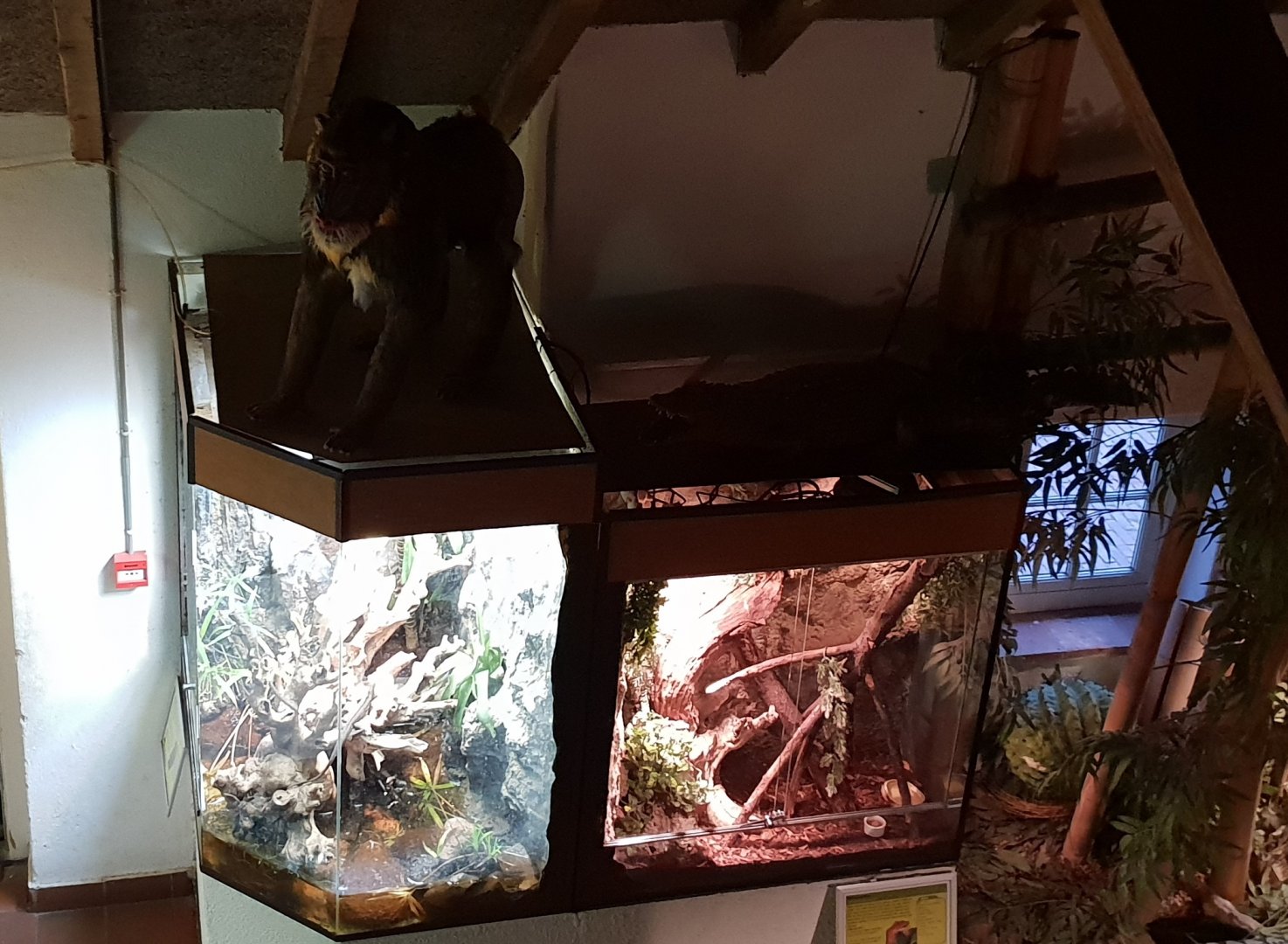 Lizard-enclosures ( and Mandril )