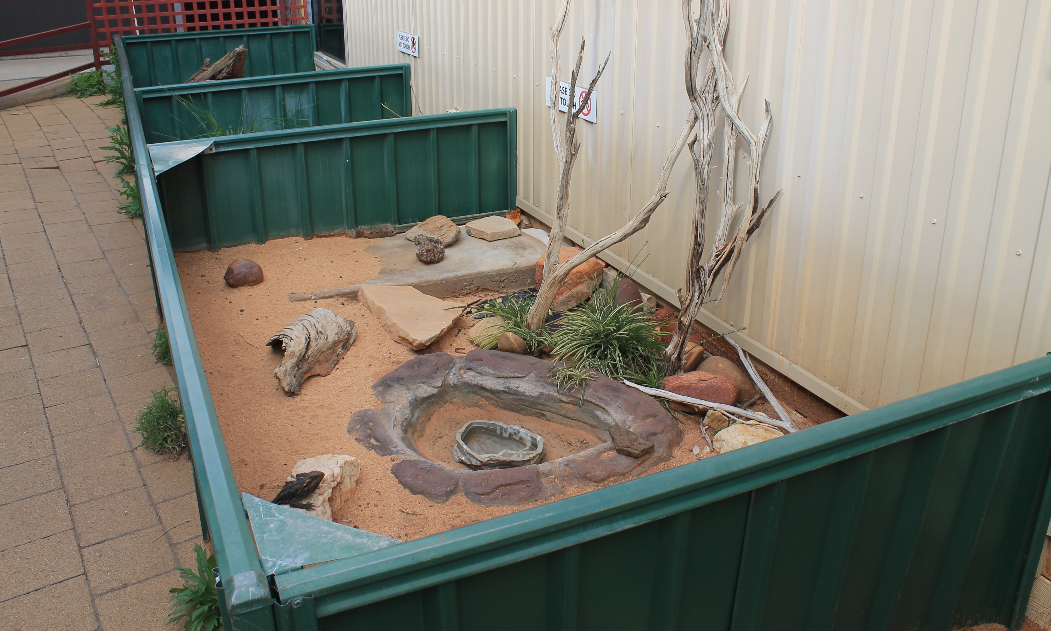 Lizard enclosures