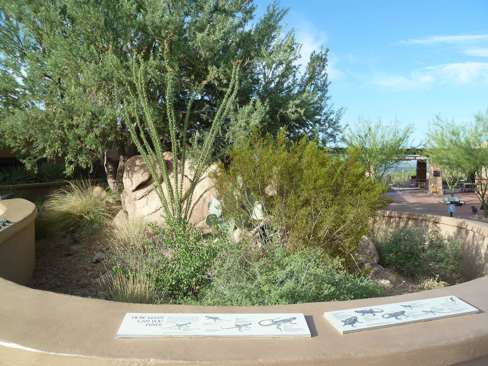 Lizard Exhibit (11 Species)