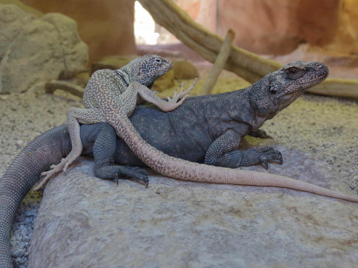 Lizard Exhibit - 3 species - Chuckwalla and Great Basin Collared Lizard