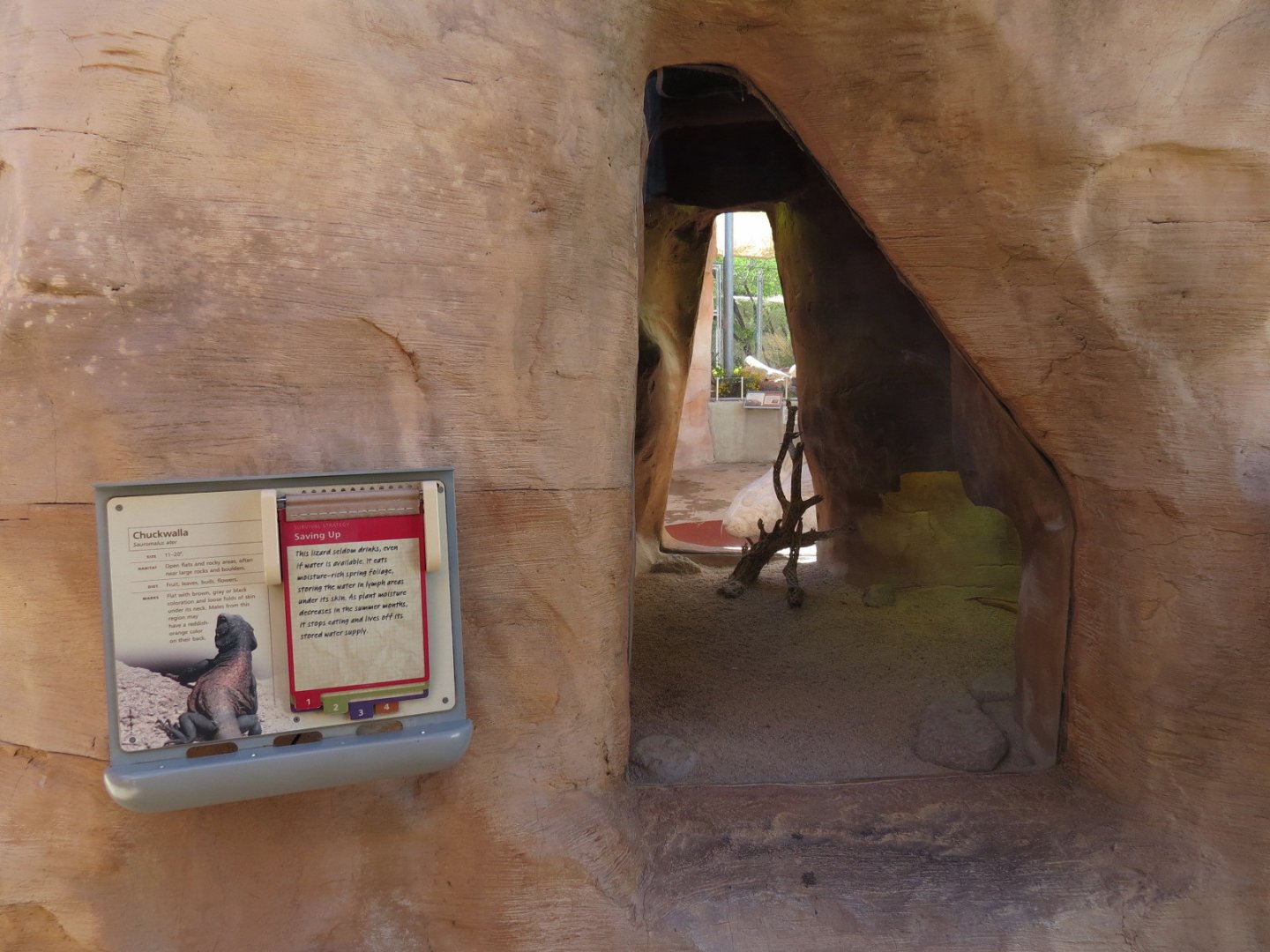 Lizard Exhibit - 3 species