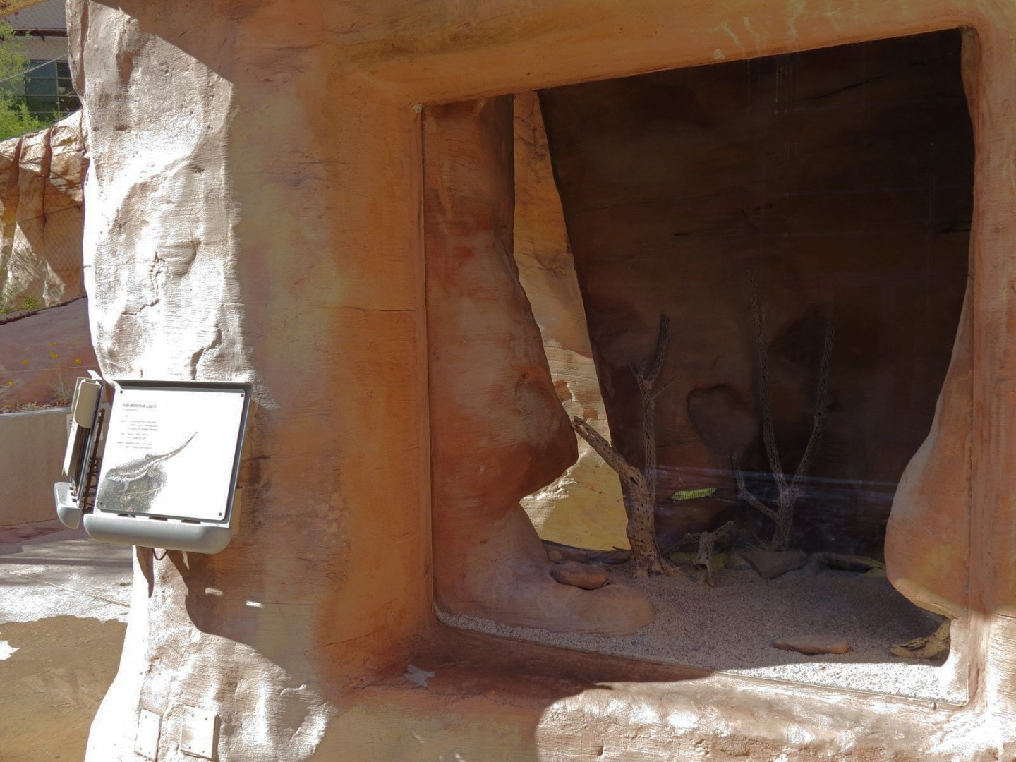 Lizard Exhibit - 4 species