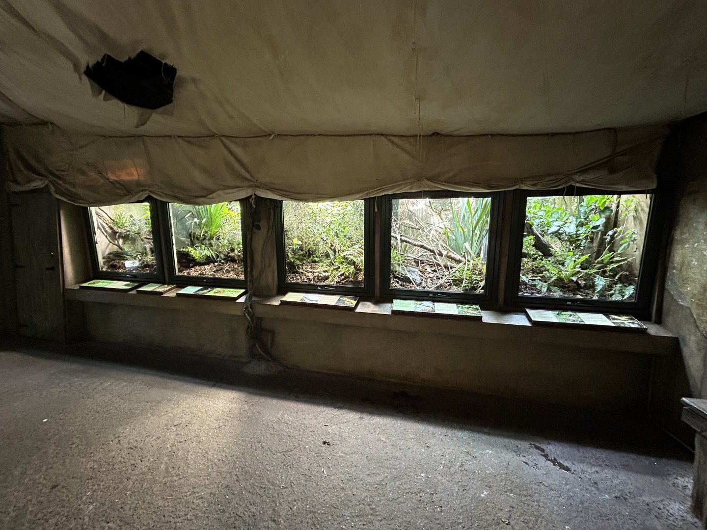 Lizard Exhibits - Te Wao Nui