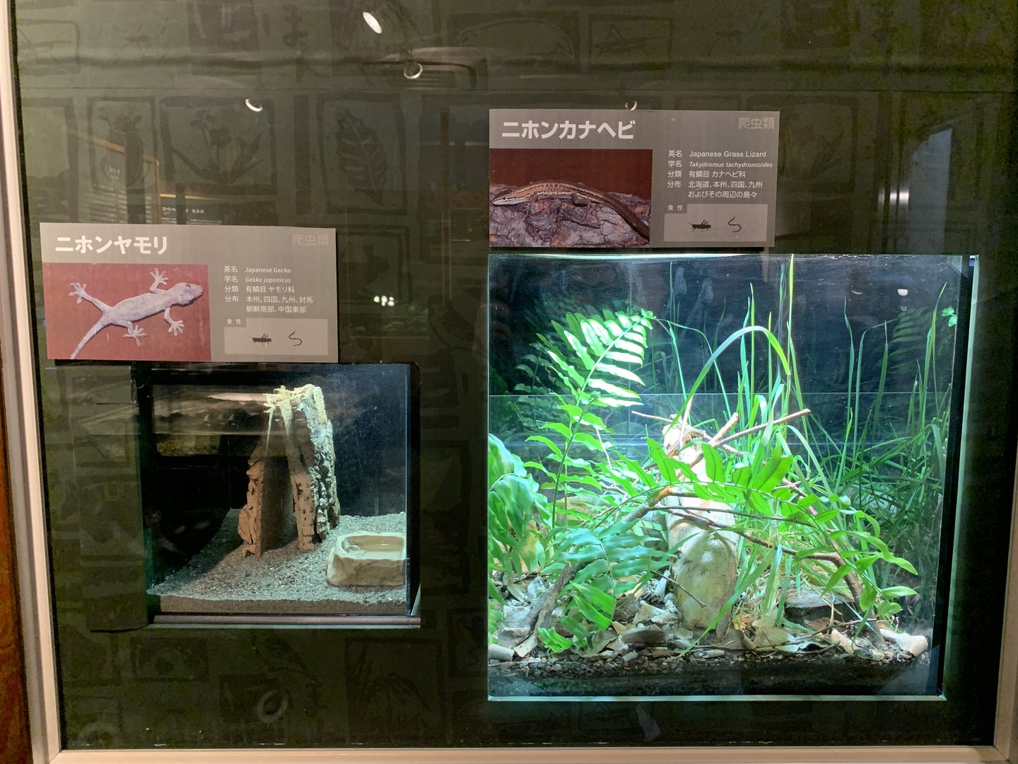 Lizard Exhibits