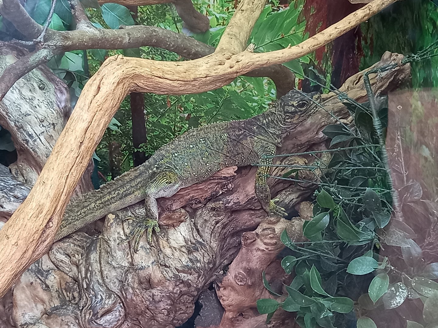 Lizard for ID - Blackpool Zoo, Orangutan Outlook