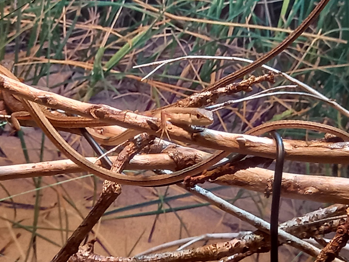 Lizard for ID - Manchester Museum Vivarium