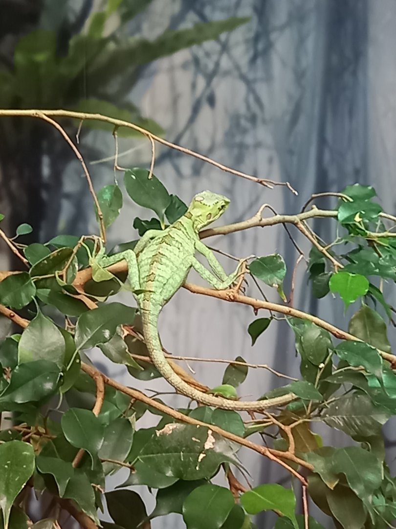 Lizard for ID - Manchester Museum Vivarium