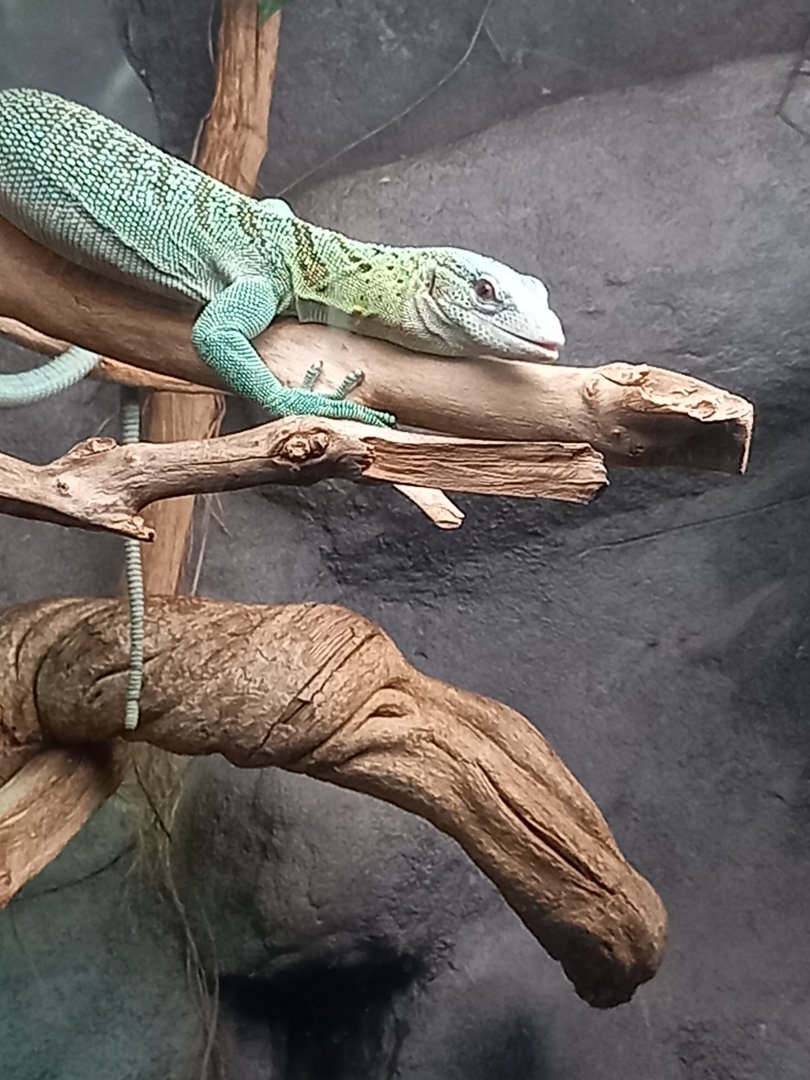 Lizard for ID - Manchester Museum Vivarium