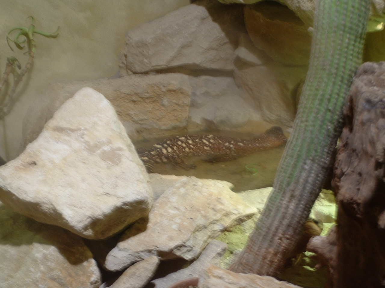 Lizard (forgot what type)