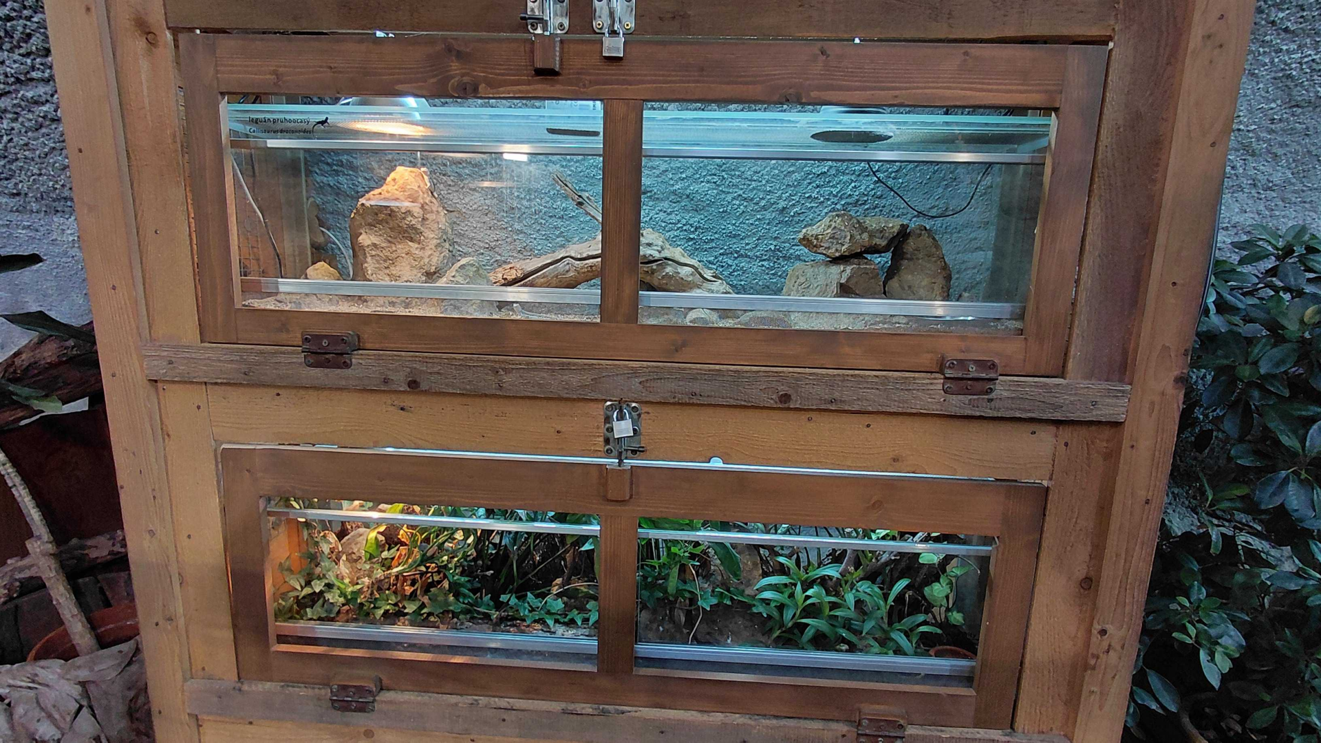 Lizard + gecko exhibits