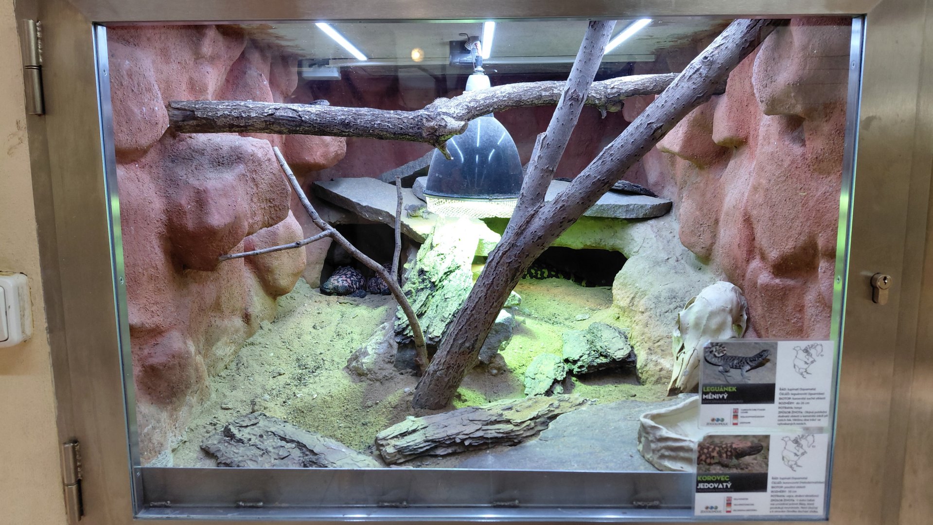 Lizard + Gila monster exhibit