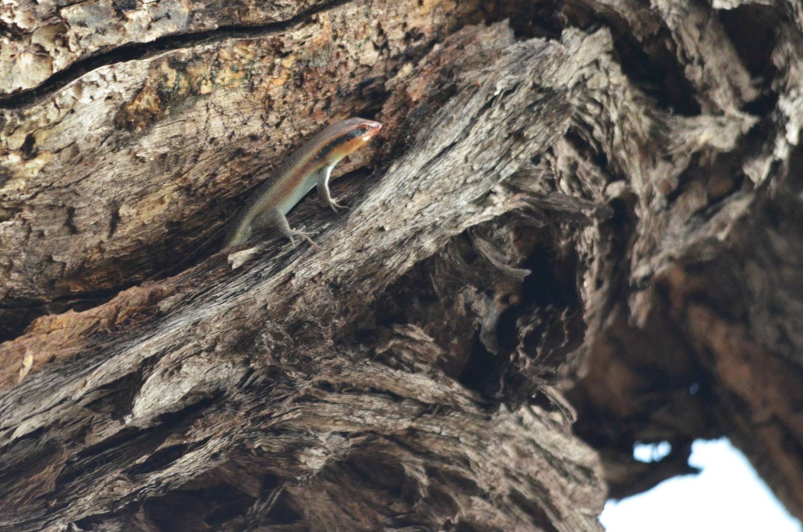 Lizard ID - Botswana