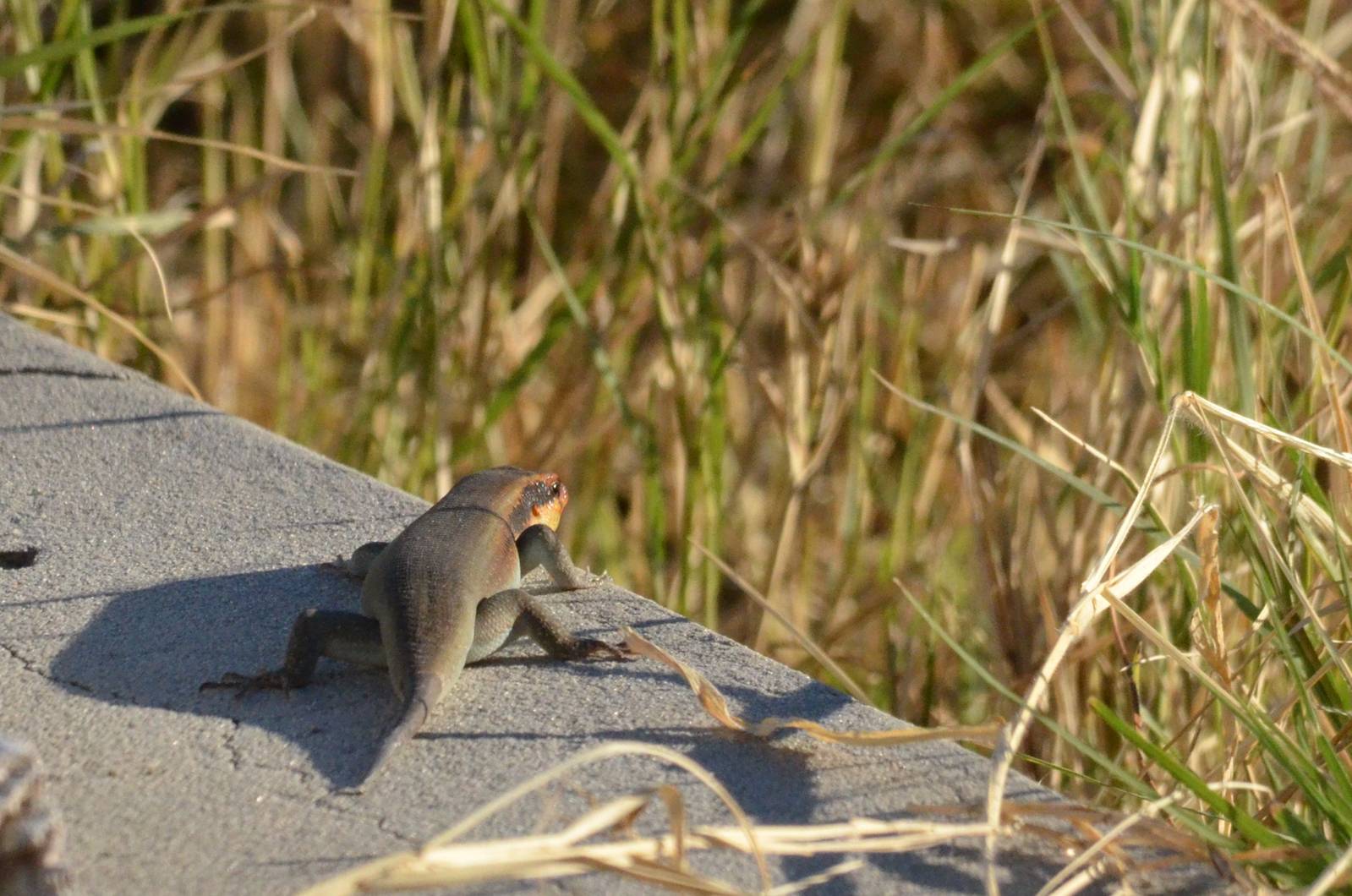 Lizard ID - Botswana
