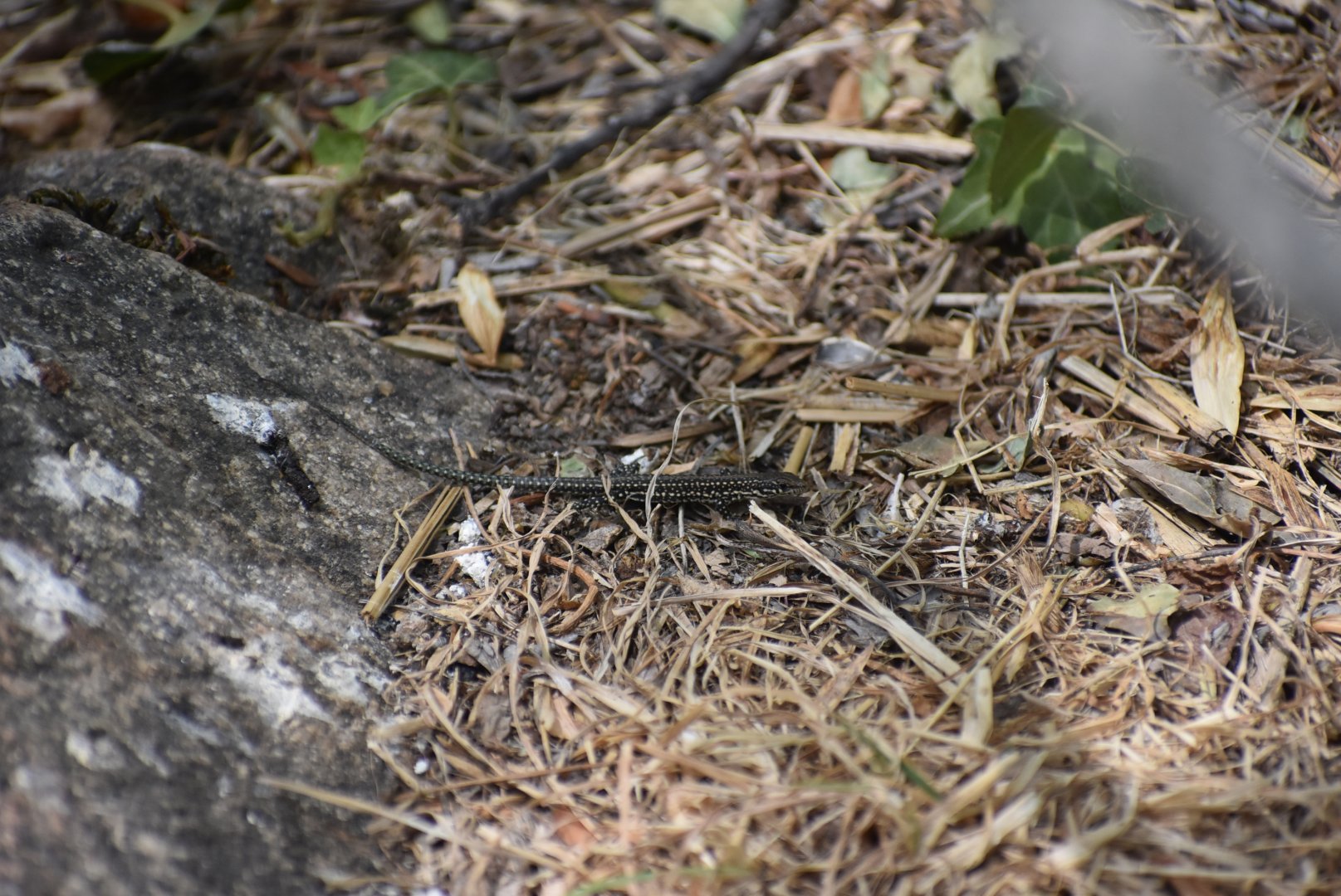 Lizard ID? - (El Escorial, Spain)