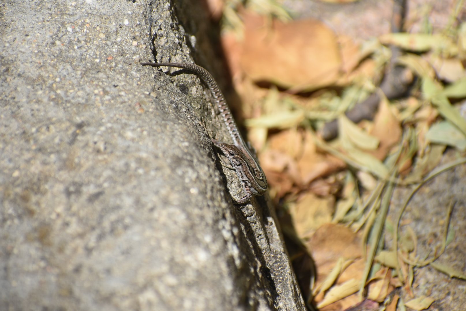 Lizard ID? - (El Escorial, Spain)