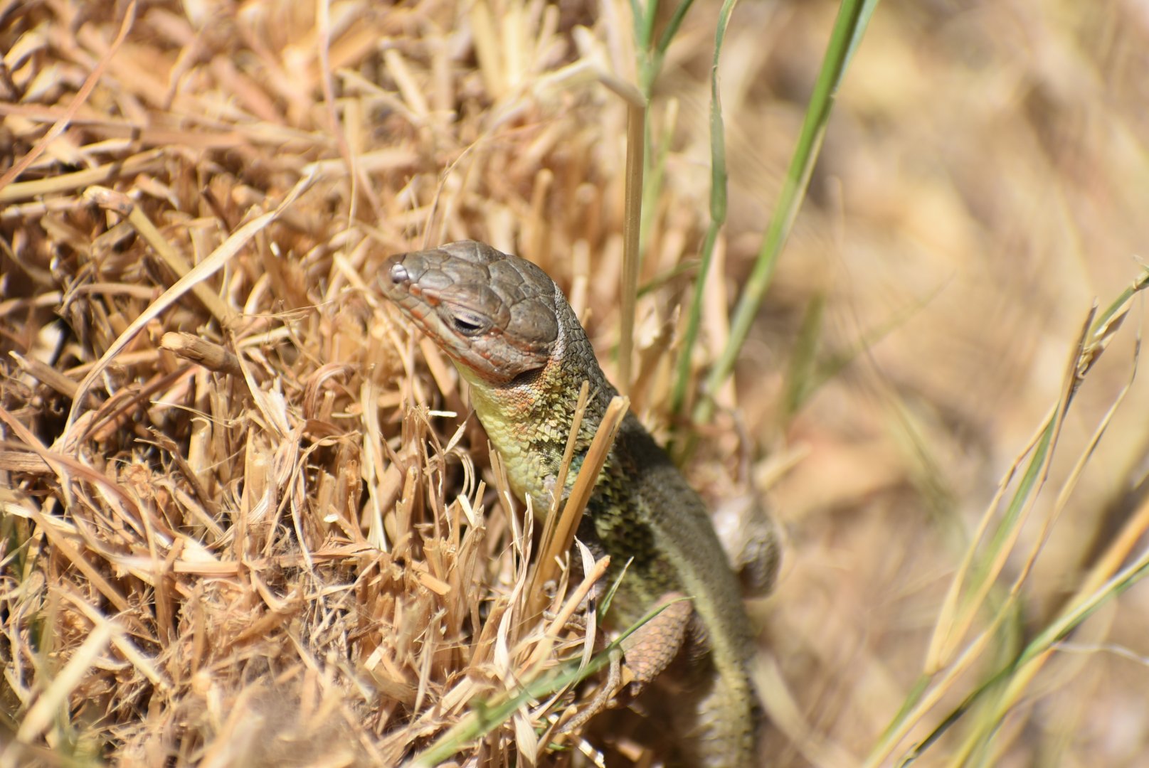 Lizard ID? - (El Escorial, Spain)