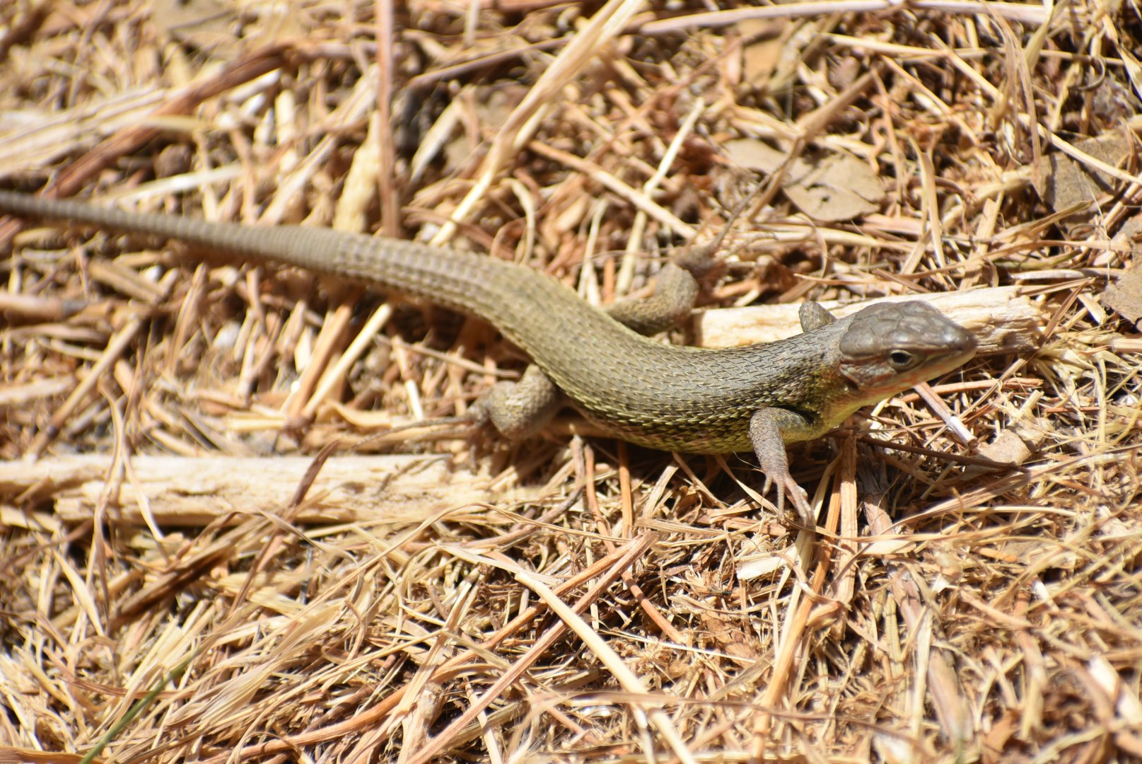 Lizard ID? - (El Escorial, Spain)