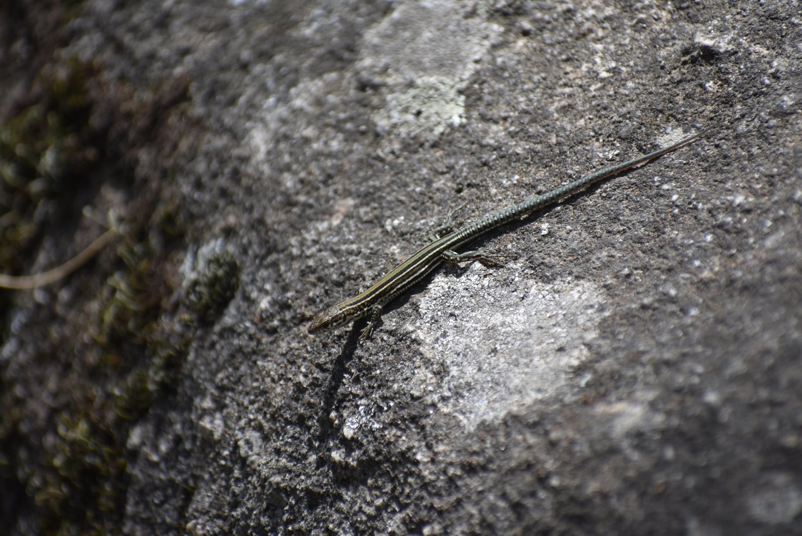 Lizard ID? - (El Escorial, Spain)