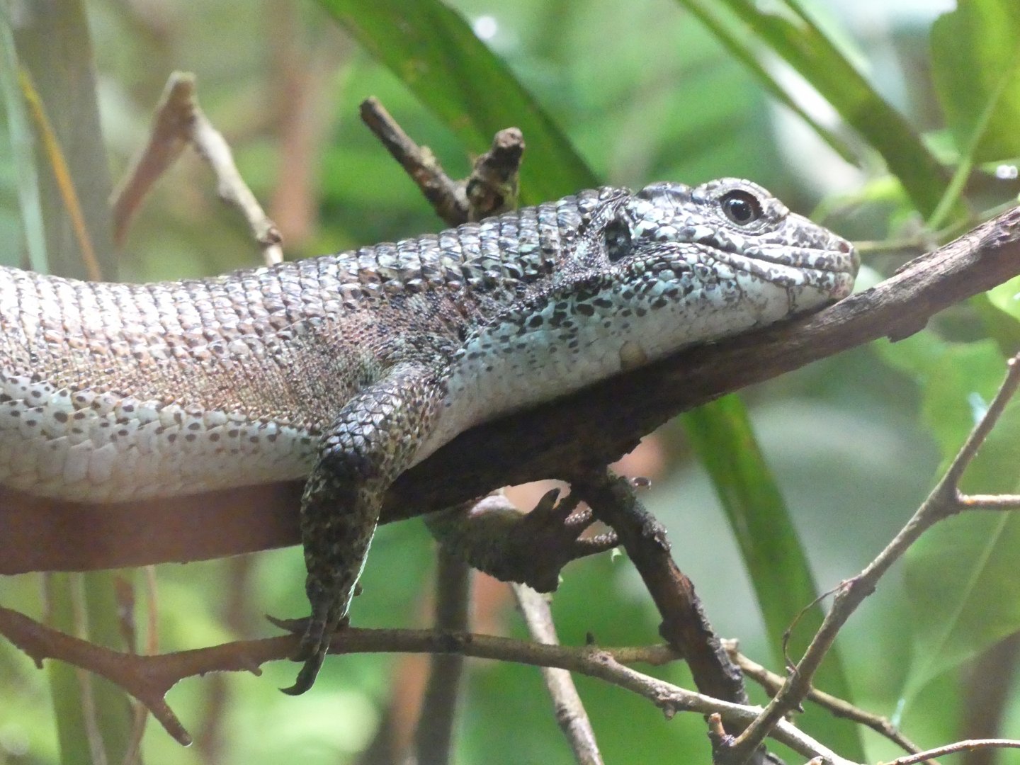 Lizard ID help? - Taken at Chester Zoo in April 2023