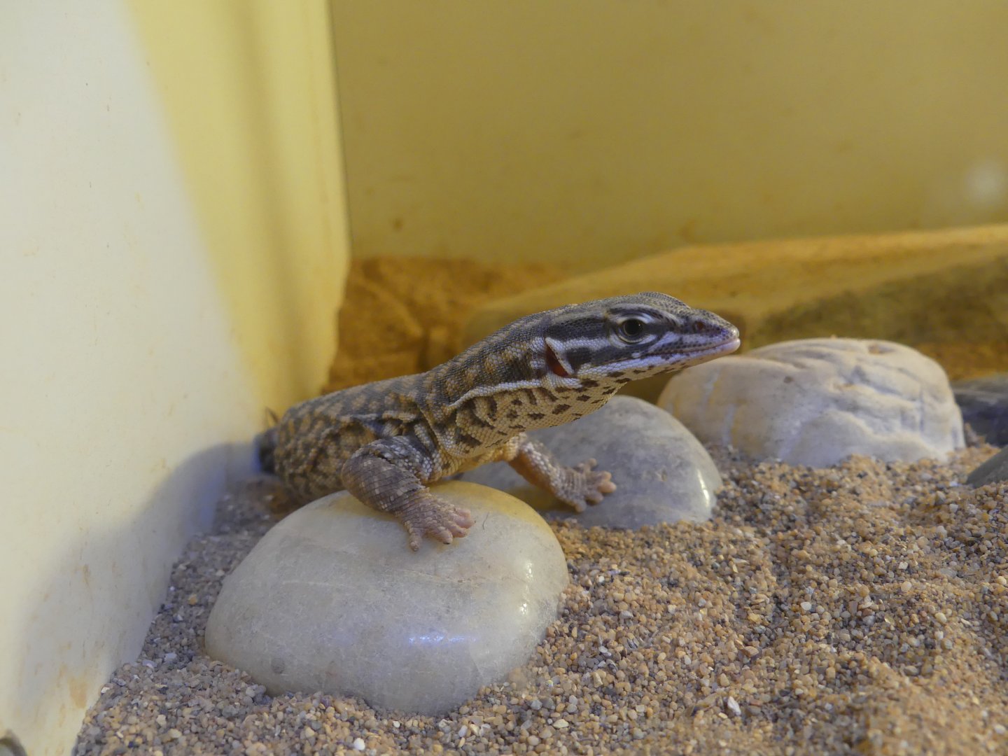Lizard ID Help?? --> taken at Windmill Farm