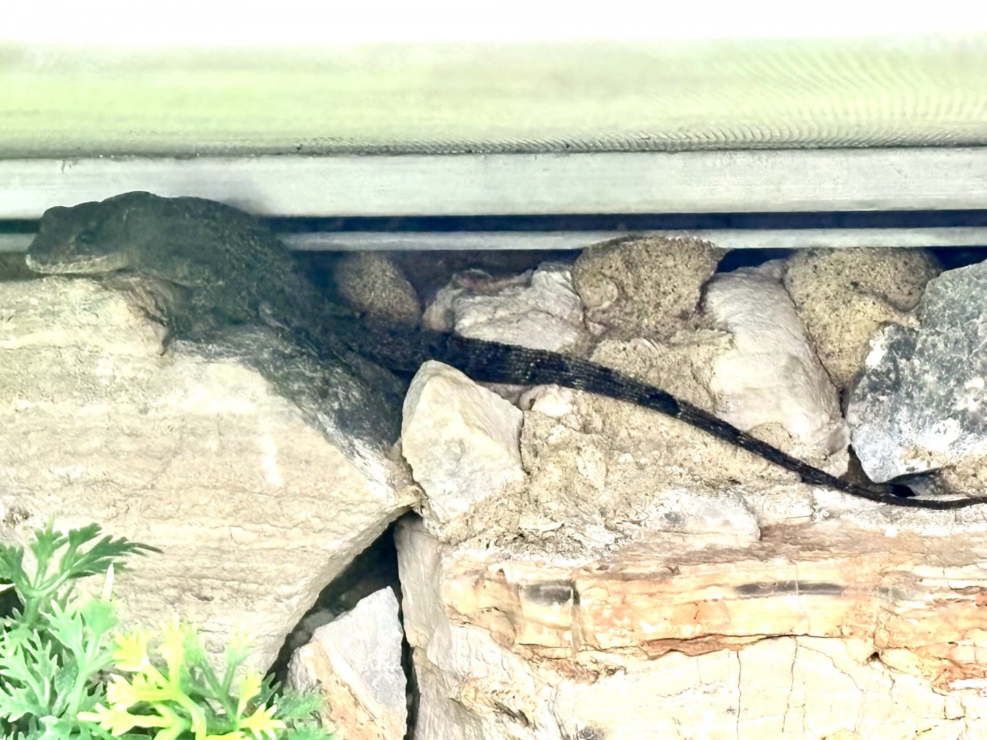 Lizard ID (image has been altered)