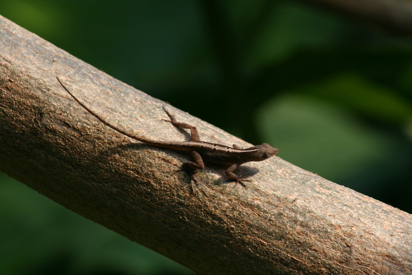 Lizard ID Rainforest Falls(3/9/2025)