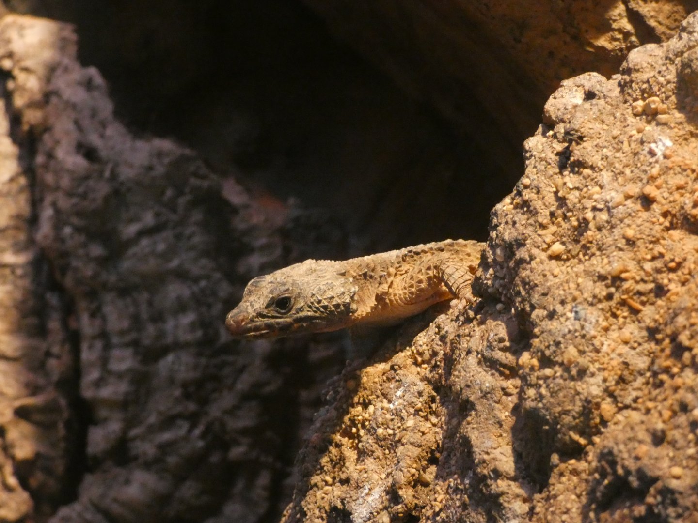 Lizard ID? - San Diego Zoo