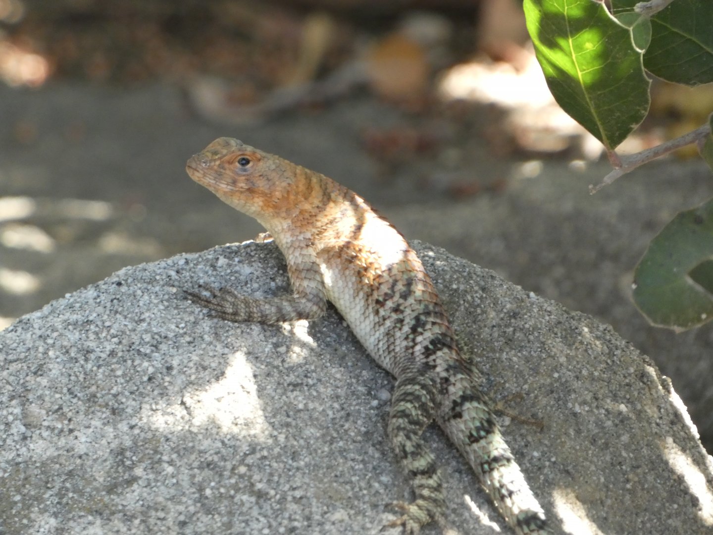 Lizard ID? - Wild in San Diego Zoo Safari Park