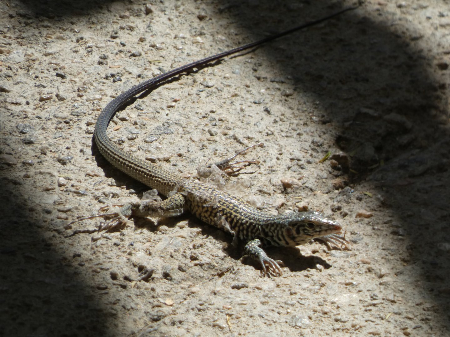 Lizard ID? - Wild in The Living Desert