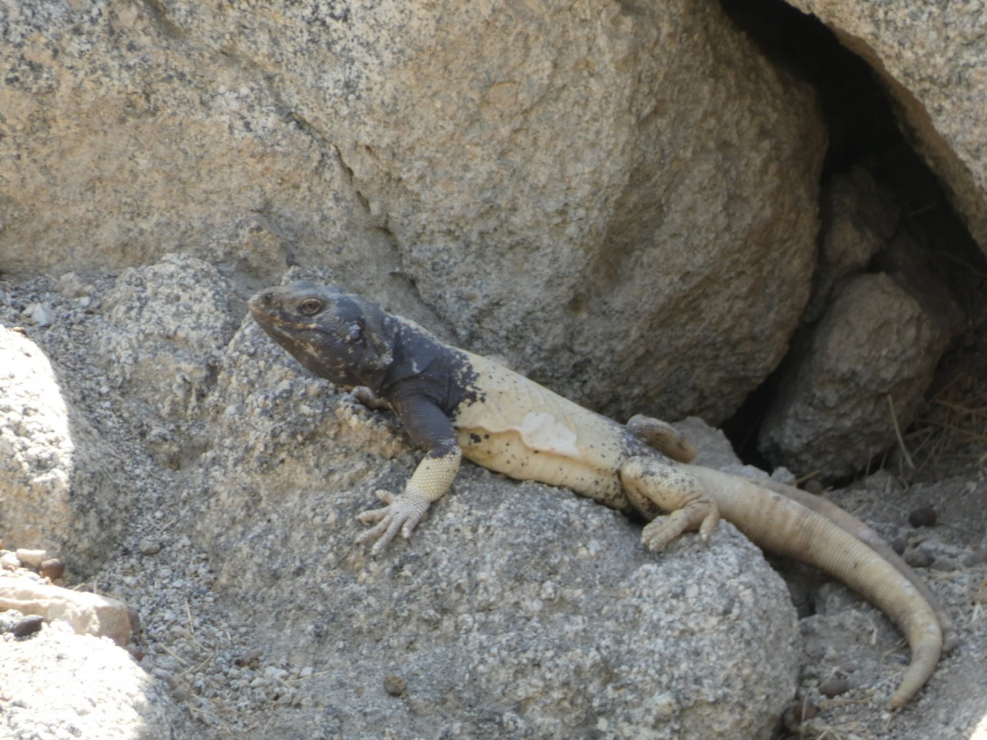 Lizard ID - Wild in The Living Desert