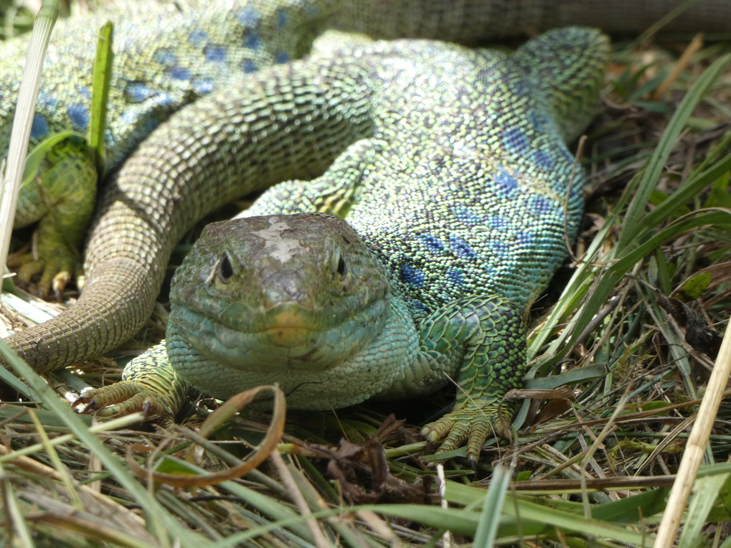 Lizard ID - Zoo Hluboka