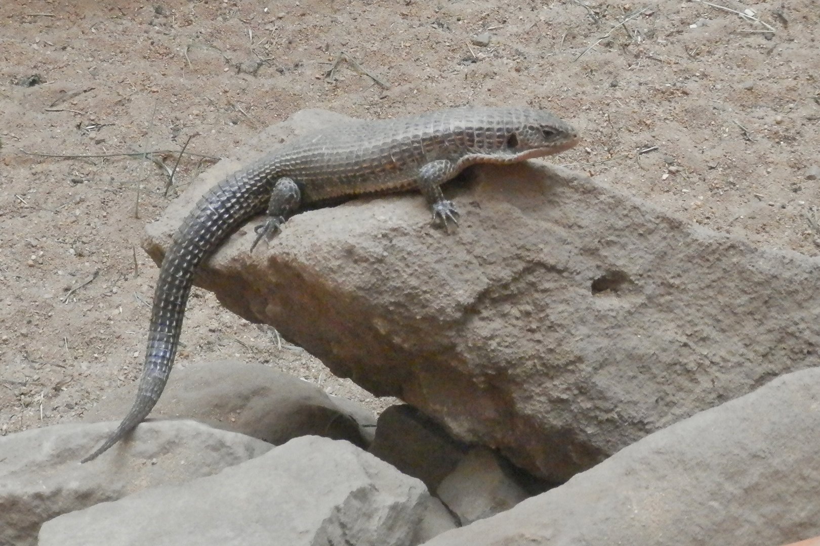 Lizard ID - Zoo Plzeň 2014