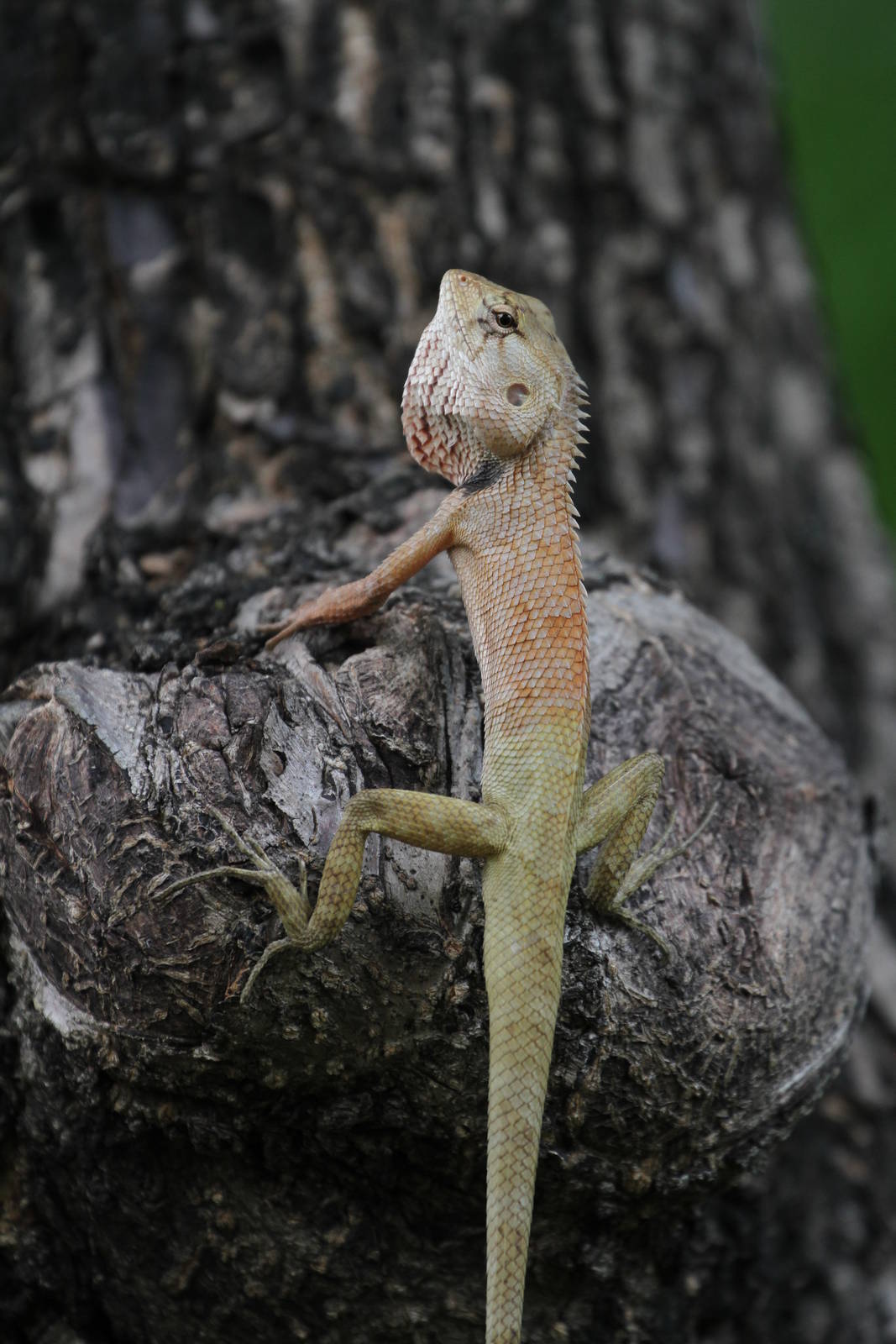 Lizard ID