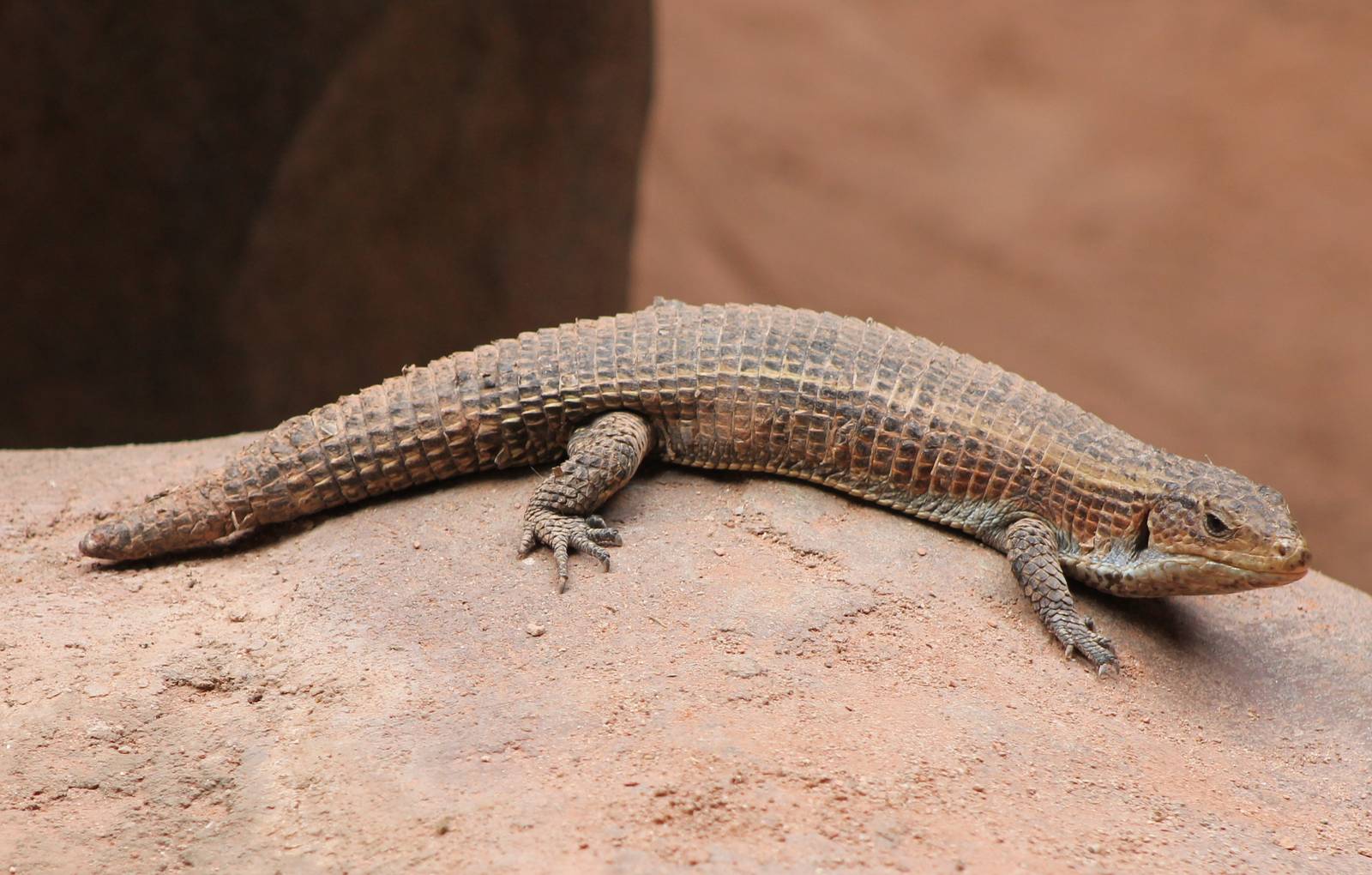 Lizard ID