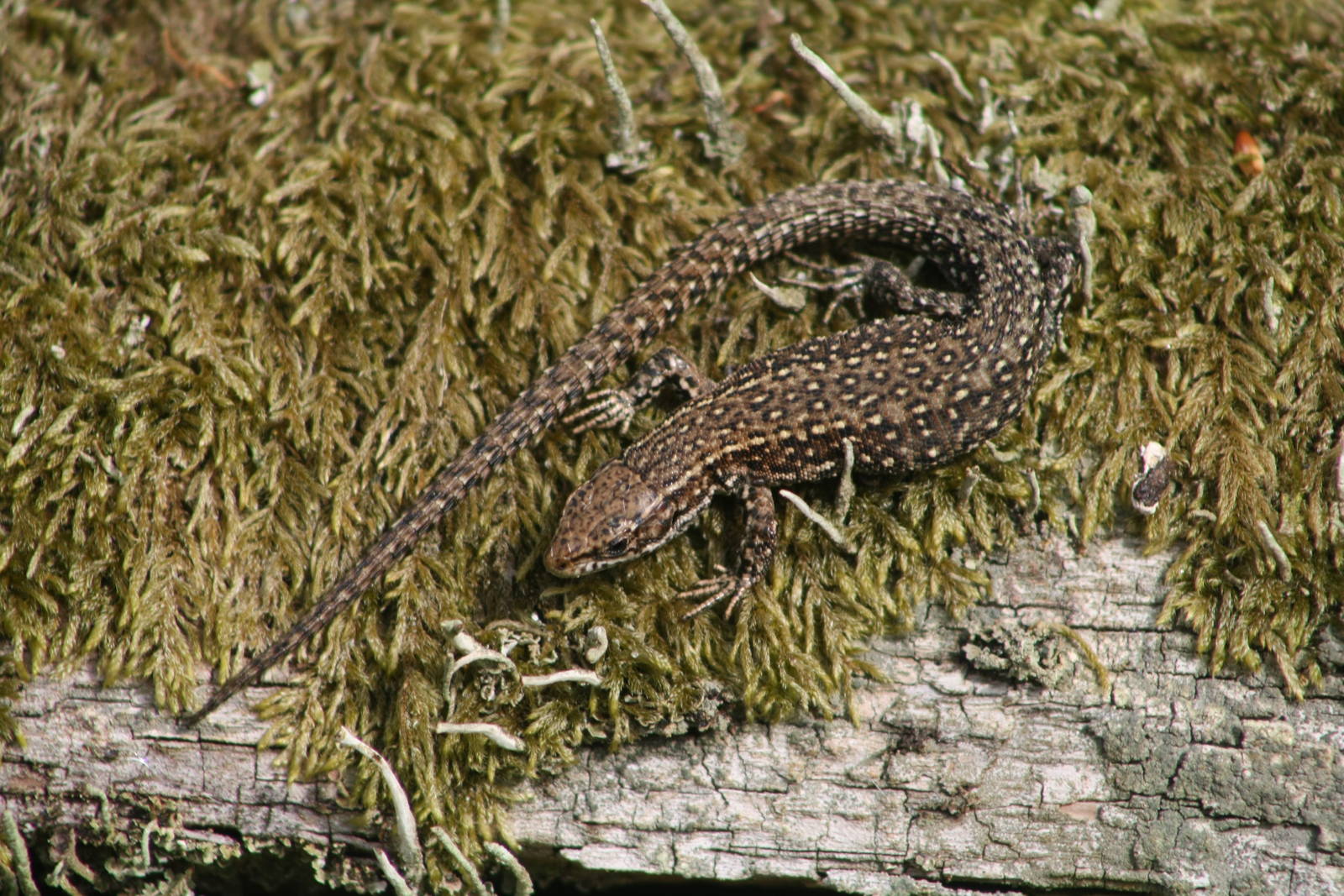 Lizard ID