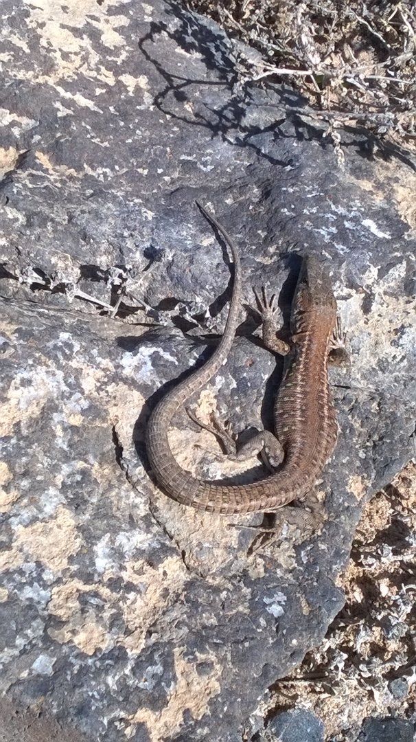 lizard id