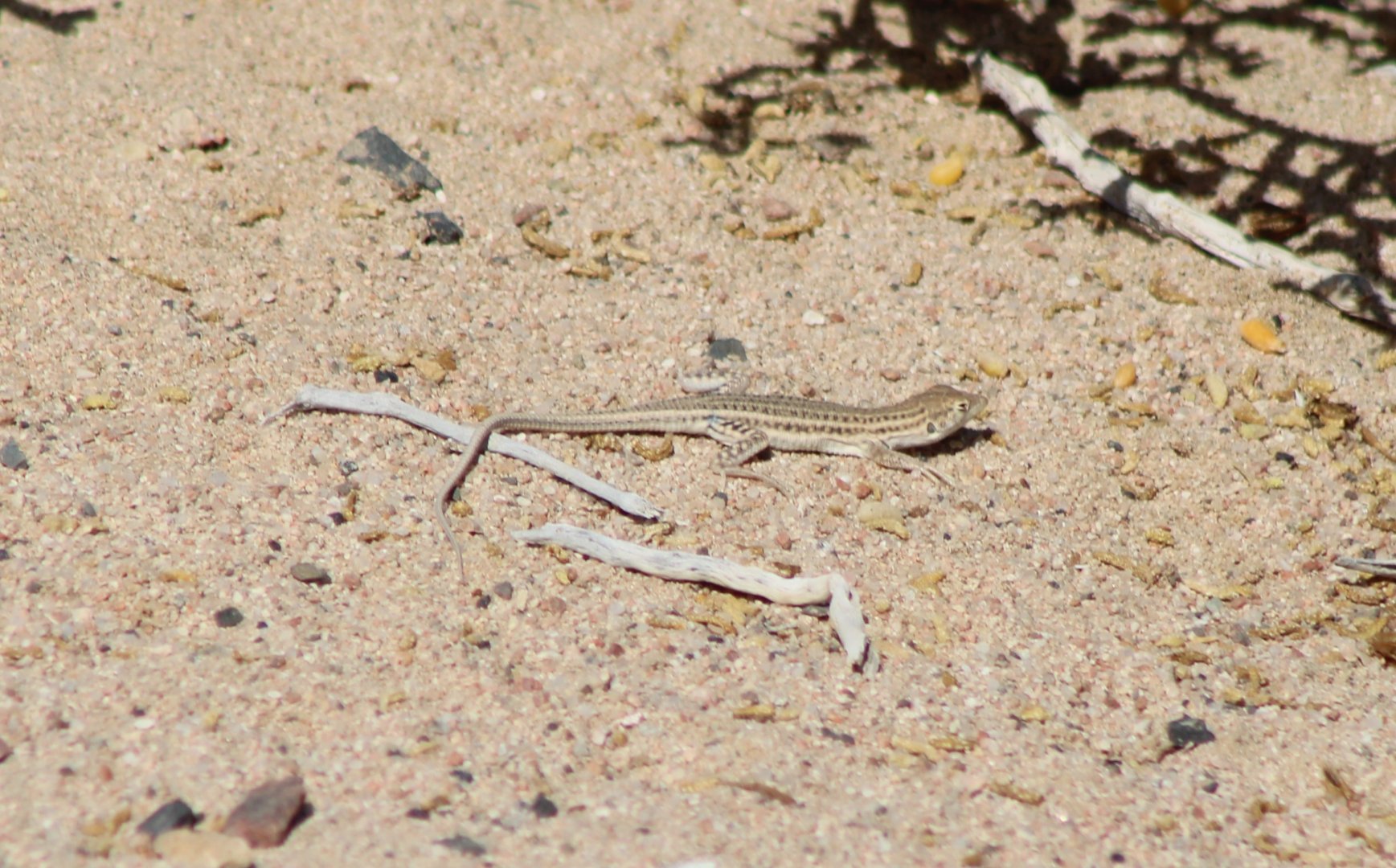 Lizard ID